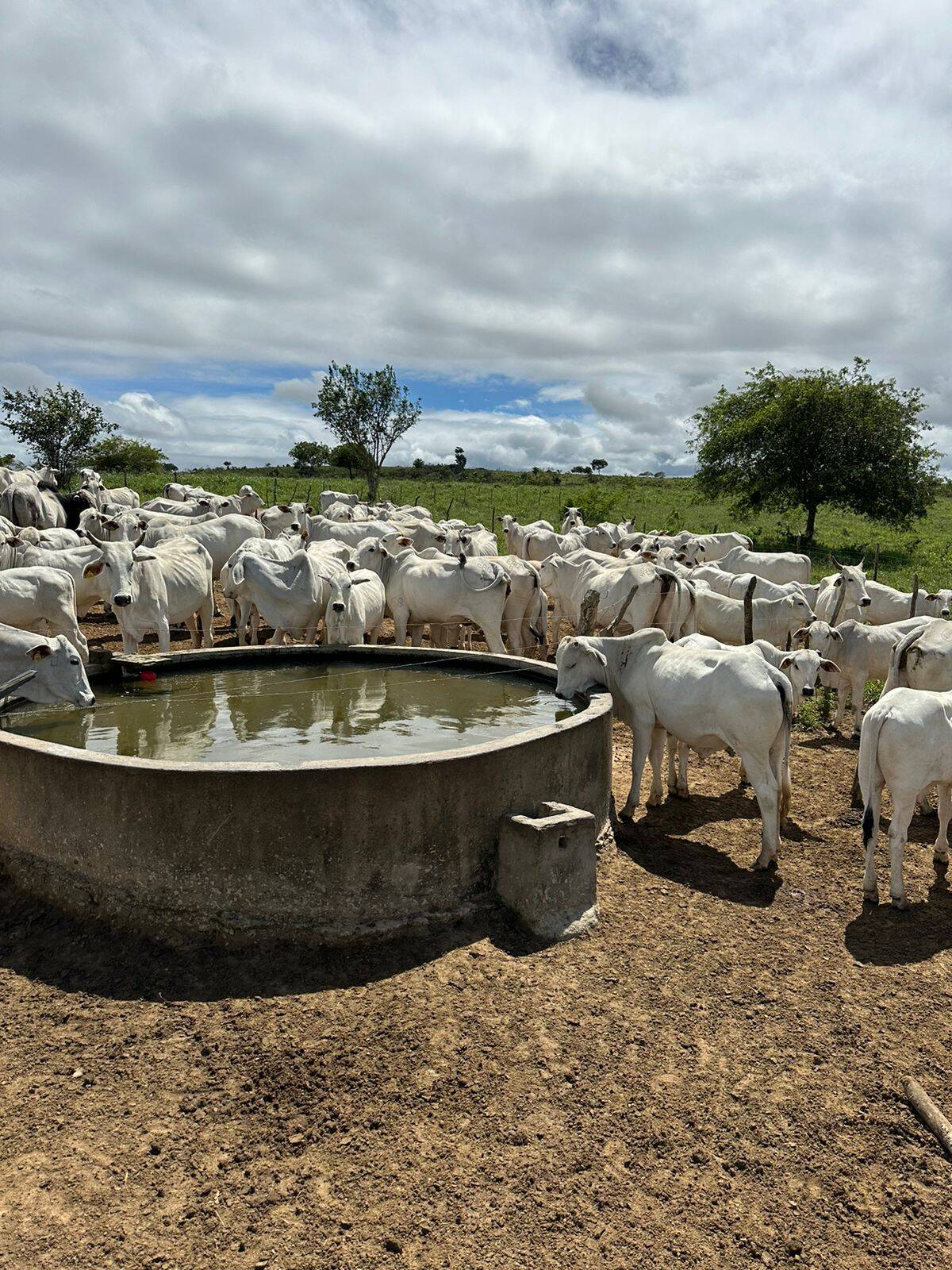 Terreno, 219 m² - Foto 5